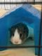 Guinea Pig Rodents for sale in Denver, CO, USA. price: NA