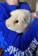 Guinea Pig Rodents for sale in Centerville, OH, USA. price: NA