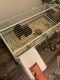 Guinea Pig Rodents for sale in Dallas, TX, USA. price: $355