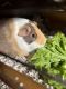 Guinea Pig Rodents for sale in Mt Pleasant, WI, USA. price: NA