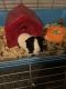 Guinea Pig Rodents for sale in Cameron, NC 28326, USA. price: NA