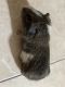 Guinea Pig Rodents for sale in Arlington, TX, USA. price: $15