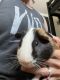 Guinea Pig Rodents for sale in Rockledge, FL, USA. price: NA
