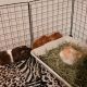 Guinea Pig Rodents for sale in Bolingbrook, IL, USA. price: $150