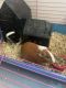Guinea Pig Rodents for sale in Charlotte, NC 28210, USA. price: NA