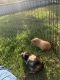 Guinea Pig Rodents for sale in Lake Forest, CA, USA. price: $60