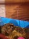 Guinea Pig Rodents for sale in Tucson, AZ, USA. price: NA