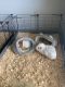 Guinea Pig Rodents for sale in CARPENTERSVLE, IL 60110, USA. price: NA