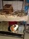 Guinea Pig Rodents for sale in Rapid City, SD, USA. price: $50