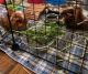 Guinea Pig Rodents for sale in Spring Lake Park, MN 55432, USA. price: NA