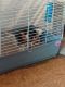 Guinea Pig Rodents for sale in 1942 NW 34th Ave, Gainesville, FL 32605, USA. price: NA