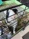 Guinea Pig Rodents for sale in 812 Crashaw St, Virginia Beach, VA 23462, USA. price: $100