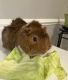 Guinea Pig Rodents for sale in Sterling, VA, USA. price: $40