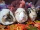 Guinea Pig Rodents for sale in Pensacola, FL 32534, USA. price: NA