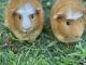 Guinea Pig Rodents for sale in Eagle River, WI 54521, USA. price: $50