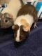 Guinea Pig Rodents for sale in Orlando, FL, USA. price: $60