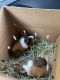 Guinea Pig Rodents for sale in Lewisburg, TN 37091, USA. price: $15