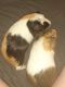 Guinea Pig Rodents for sale in Ravenel, SC, USA. price: $20