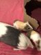 Guinea Pig Rodents for sale in Joplin, MO, USA. price: $30