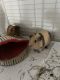 Guinea Pig Rodents for sale in Orlando, FL, USA. price: $50
