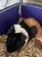 Guinea Pig Rodents for sale in Blue Ash, OH, USA. price: $80