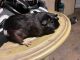 Guinea Pig Rodents for sale in Ontario, CA, USA. price: $25