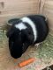 Guinea Pig Rodents for sale in Santa Rosa Beach, FL 32459, USA. price: NA