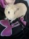 Guinea Pig Rodents for sale in Hampstead, NC 28443, USA. price: NA