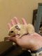 Guinea Pig Rodents for sale in Springfield, TN 37172, USA. price: $50