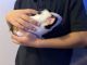 Guinea Pig Rodents for sale in St Cloud, FL, USA. price: NA