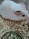 Guinea Pig Rodents for sale in Guadalupe, CA, USA. price: $30