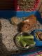 Guinea Pig Rodents for sale in Gibsonton, FL, USA. price: $40