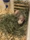 Guinea Pig Rodents for sale in Thornton, CO, USA. price: $20