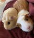 Guinea Pig Rodents for sale in Joliet, IL, USA. price: $40