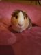 Guinea Pig Rodents for sale in Slidell, LA, USA. price: $30