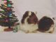 Guinea Pig Rodents for sale in 2001 US-158, Oxford, NC 27565, USA. price: NA