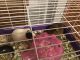 Guinea Pig Rodents for sale in Lebanon, MO 65536, USA. price: NA