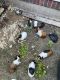 Guinea Pig Rodents for sale in Mesquite, TX, USA. price: $15