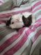 Guinea Pig Rodents for sale in Lakewood, NJ 08701, USA. price: $200