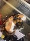 Guinea Pig Rodents for sale in Covington, GA, USA. price: $45