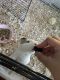 Guinea Pig Rodents for sale in Corinth St, Providence, RI 02907, USA. price: NA