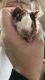 Guinea Pig Rodents for sale in Batesville, MS 38606, USA. price: $45