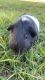 Guinea Pig Rodents for sale in St Cloud, FL, USA. price: $180
