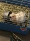 Guinea Pig Rodents for sale in Memphis, TN, USA. price: $150