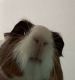 Guinea Pig Rodents for sale in Castle Rock, CO, USA. price: $35