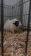 Guinea Pig Rodents for sale in Houston, TX 77040, USA. price: $50