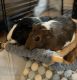 Guinea Pig Rodents for sale in Charlotte, NC, USA. price: NA