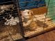 Guinea Pig Rodents for sale in Berlin, VT, USA. price: NA