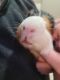 Guinea Pig Rodents for sale in Jacksonville, FL, USA. price: $75