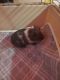 Guinea Pig Rodents for sale in Longs, SC 29568, USA. price: NA